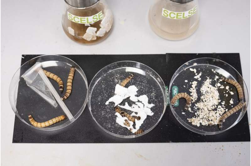 科学家研制出人造蠕虫肠道来分解塑料 