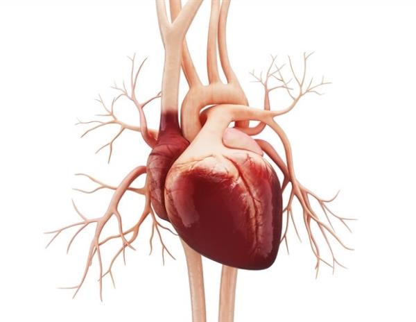 专家创造了第一个人类心脏发育的综合模型